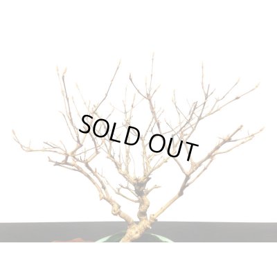 画像3: 紫式部　貴風盆栽