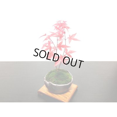 画像3: 出猩々もみじ 小品盆栽素材