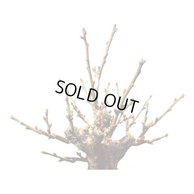 画像8: 花梅　「鹿児島紅梅」　貴風盆栽素材