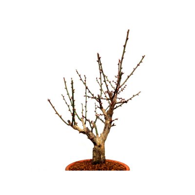 画像3: 花梅 「大盃」 貴風盆栽素材