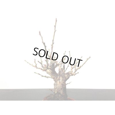 画像3: 花梅　「鹿児島紅梅」　貴風盆栽素材