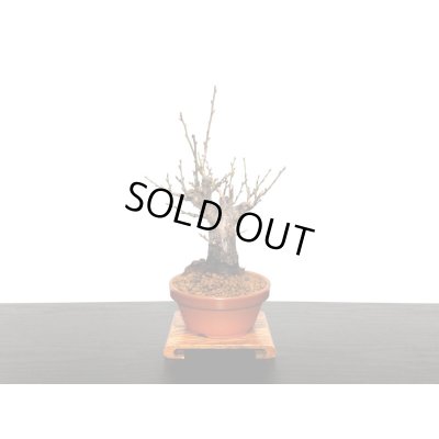 画像9: 花梅　「鹿児島紅梅」　貴風盆栽素材