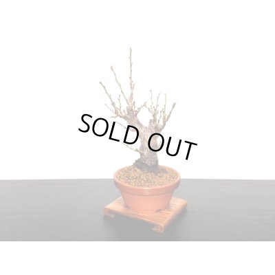 画像4: 花梅　「鹿児島紅梅」　貴風盆栽素材