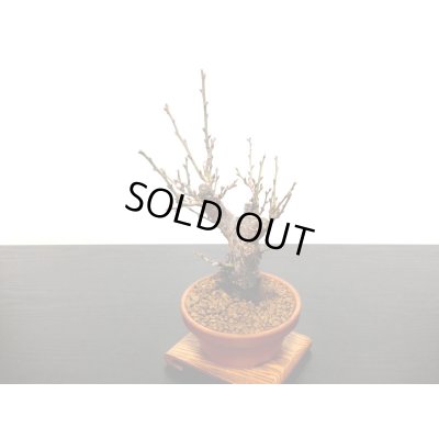 画像5: 花梅　「鹿児島紅梅」　貴風盆栽素材