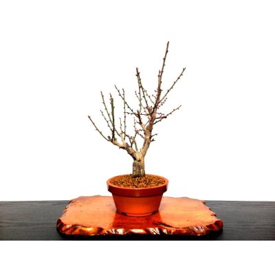 画像8: 花梅 「大盃」 貴風盆栽素材