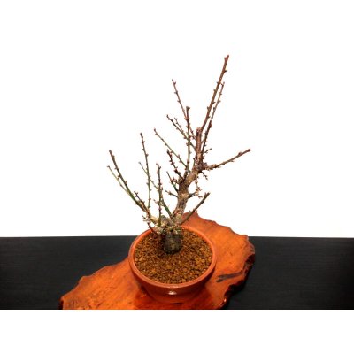 画像5: 花梅 「大盃」 貴風盆栽素材