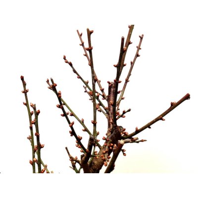 画像7: 花梅 「大盃」 貴風盆栽素材