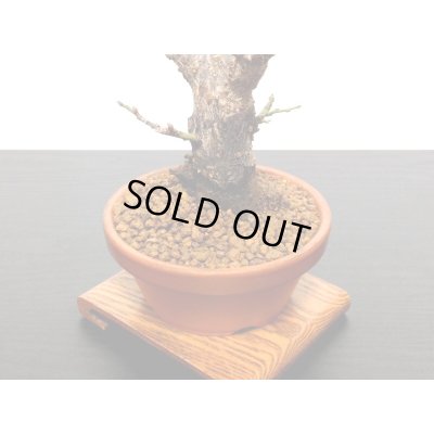 画像6: 花梅　「鹿児島紅梅」　貴風盆栽素材