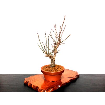 画像4: 花梅 「大盃」 貴風盆栽素材