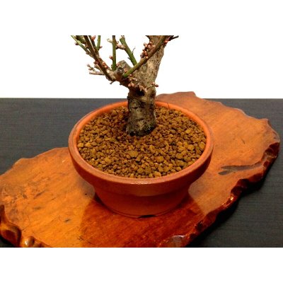 画像6: 花梅 「大盃」 貴風盆栽素材