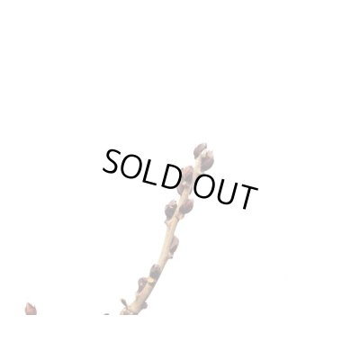 画像3: 野田藤　中品盆栽素材