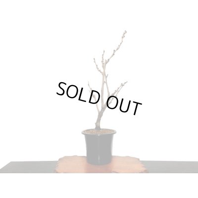 画像9: 野田藤　中品盆栽素材