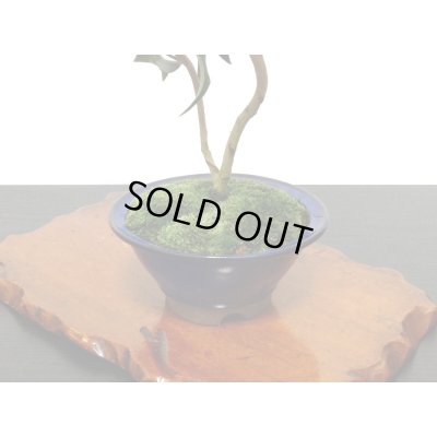 画像7: 椿　白孔雀　貴風盆栽