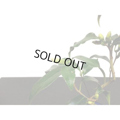 画像9: 椿　白孔雀　貴風盆栽