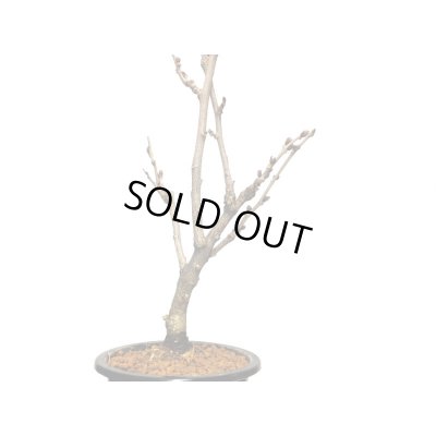 画像5: 野田藤　中品盆栽素材