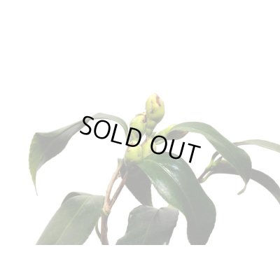 画像8: 椿　白孔雀　貴風盆栽