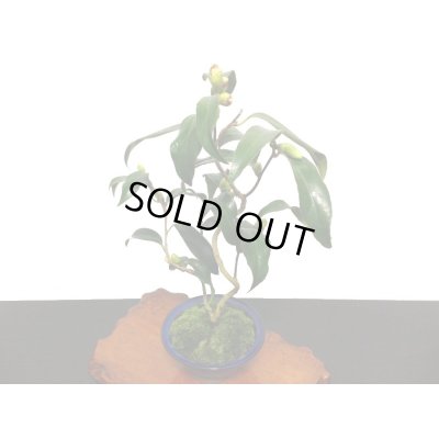 画像6: 椿　白孔雀　貴風盆栽