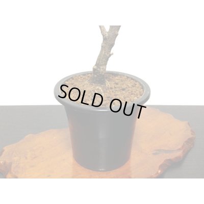 画像8: 野田藤　中品盆栽素材