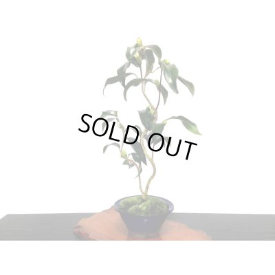 画像3: 椿　白孔雀　貴風盆栽