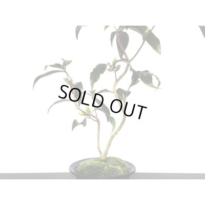 画像5: 椿　白孔雀　貴風盆栽