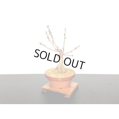 画像4: サクランボ　暖地桜桃　小品盆栽素材