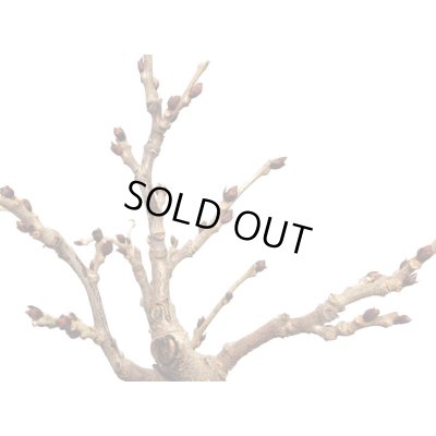 画像7: 野田藤　中品盆栽素材