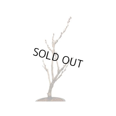 画像4: 野田藤　中品盆栽素材