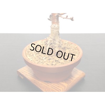 画像5: サクランボ　暖地桜桃　小品盆栽素材