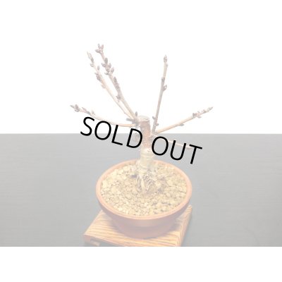 画像6: サクランボ　暖地桜桃　小品盆栽素材