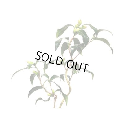 画像4: 椿　白孔雀　貴風盆栽