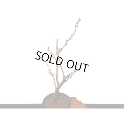 画像6: 野田藤　中品盆栽素材