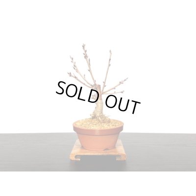 画像7: サクランボ　暖地桜桃　小品盆栽素材