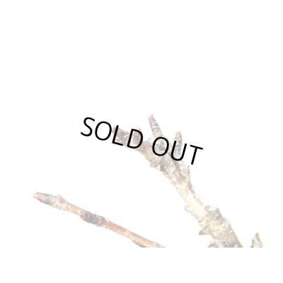 画像3: 関山桜 小品盆栽素材