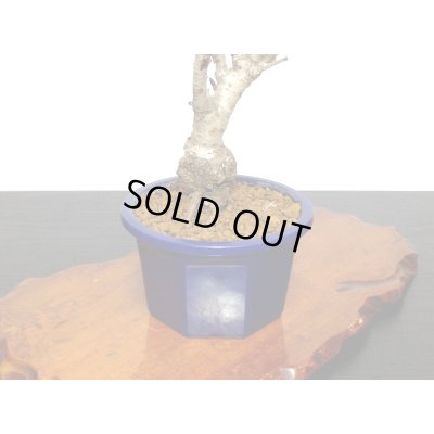 画像6: 関山桜 小品盆栽素材