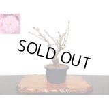 関山桜　小品盆栽素材