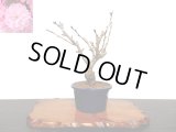 関山桜　小品盆栽素材
