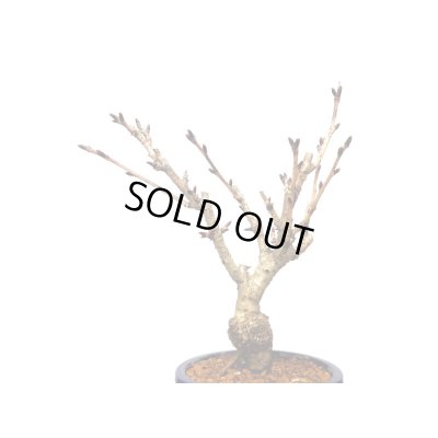 画像4: 関山桜 小品盆栽素材