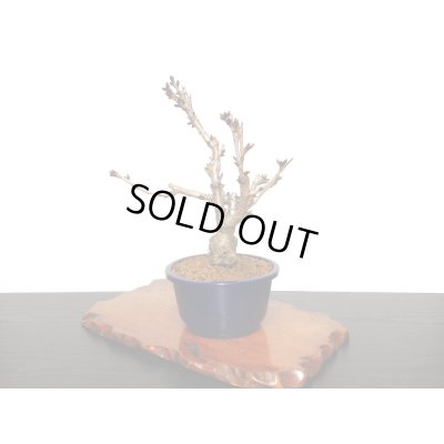 画像6: 旭山桜 貴風盆栽素材