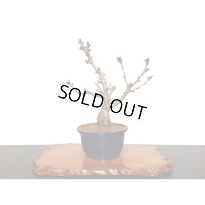 画像8: 旭山桜 貴風盆栽素材