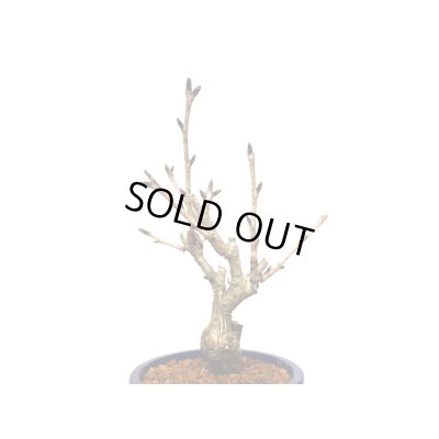 画像5: 旭山桜 小品盆栽素材