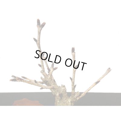 画像8: 旭山桜 小品盆栽素材