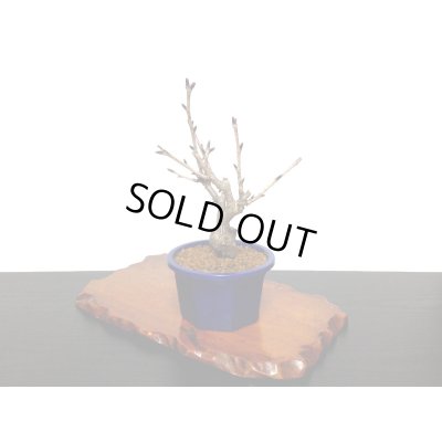 画像6: 旭山桜 小品盆栽素材