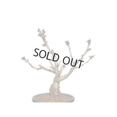 画像5: 旭山桜 貴風盆栽素材