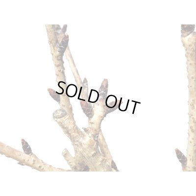 画像4: 旭山桜 小品盆栽素材