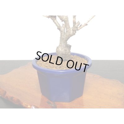 画像7: 旭山桜 小品盆栽素材