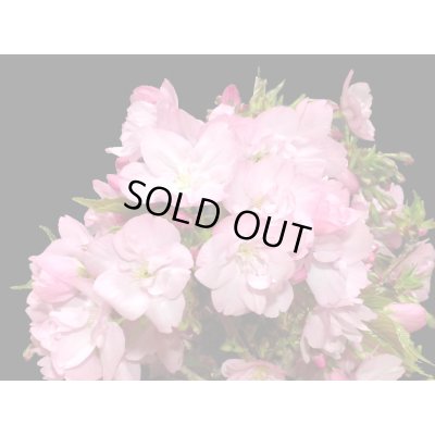 画像3: 旭山桜 小品盆栽素材