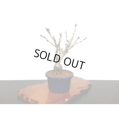 画像5: 関山桜 小品盆栽素材