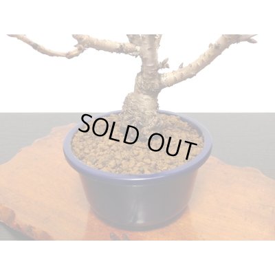 画像7: 旭山桜 貴風盆栽素材