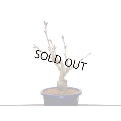 画像9: 旭山桜 小品盆栽素材