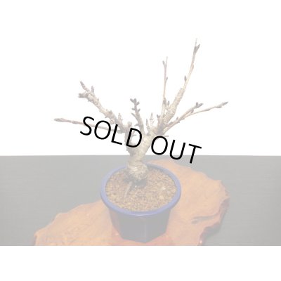 画像7: 関山桜 小品盆栽素材